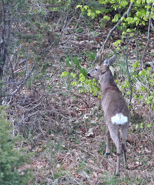 Il Capriolo